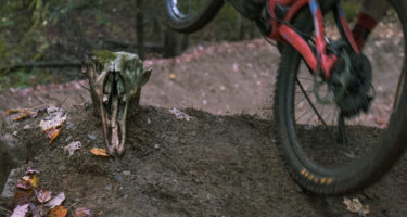 wolf bike park