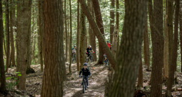 Forêt_montebello